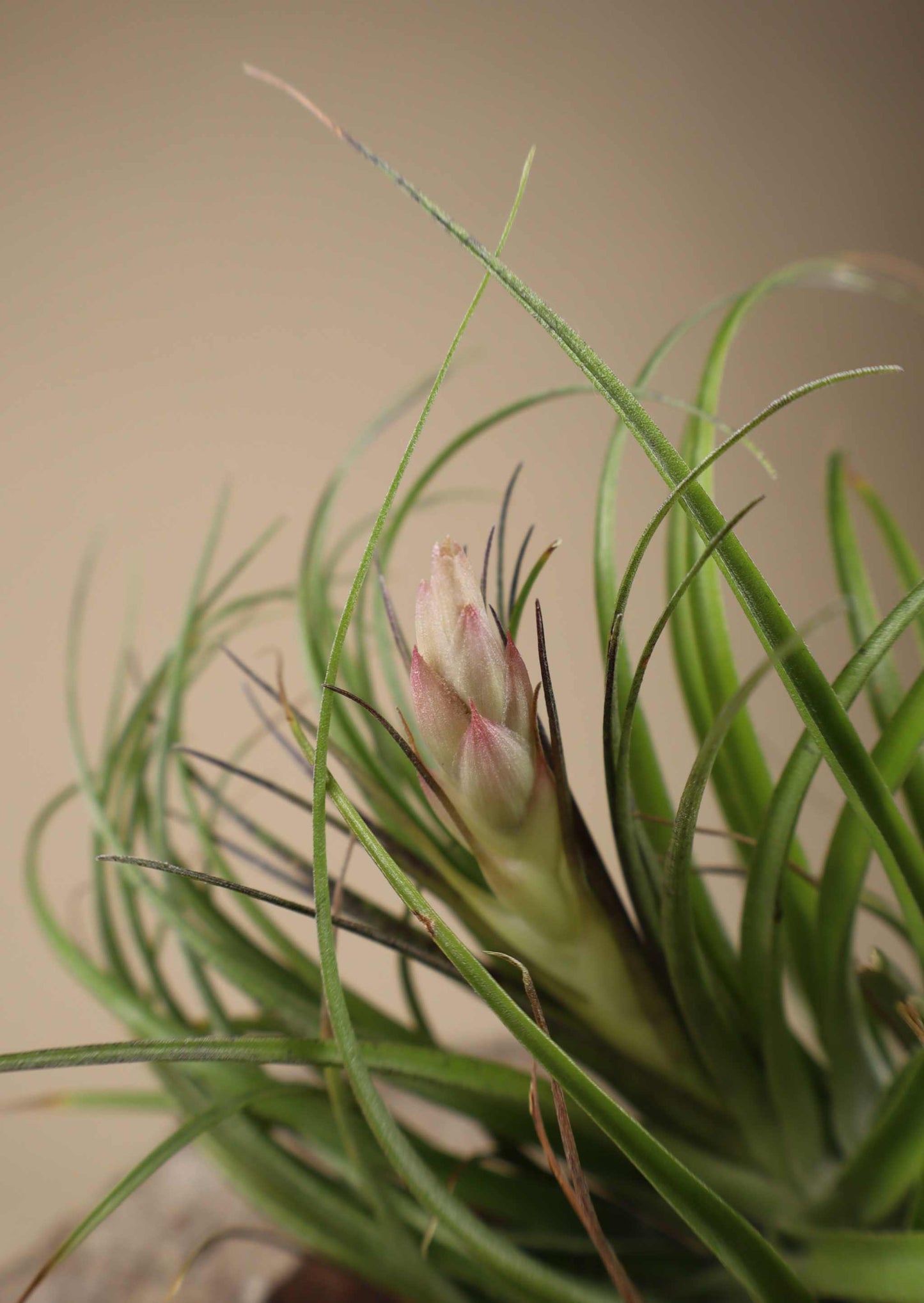 Tillandsia stricta