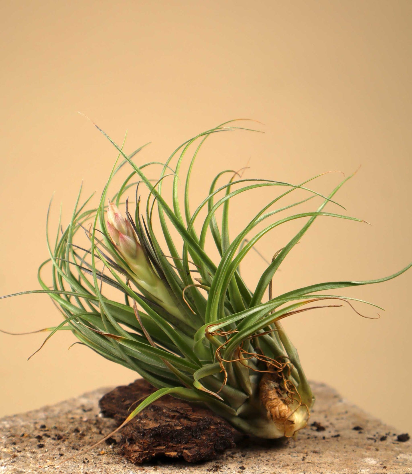 Tillandsia stricta