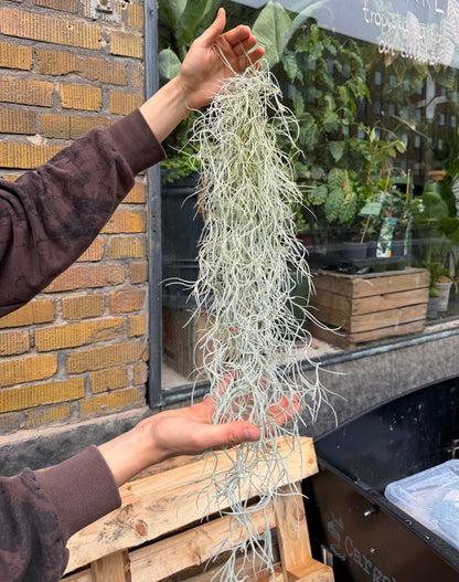 Tillandsia usneoides 'Spansk mossa'