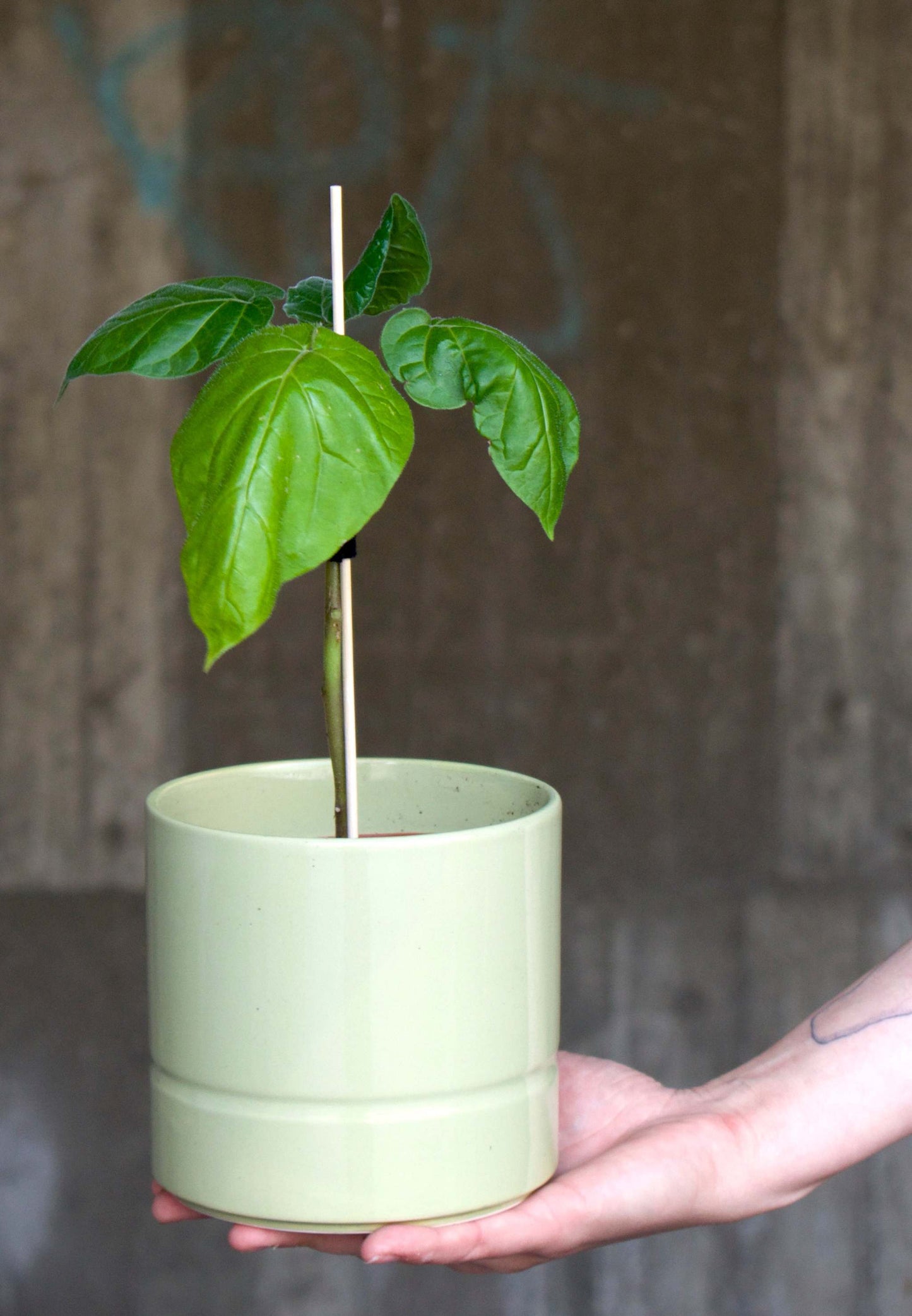 Tamarillo 'Solanum betaceum' essbar