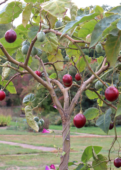 Tamarillo 'Solanum betaceum' edible