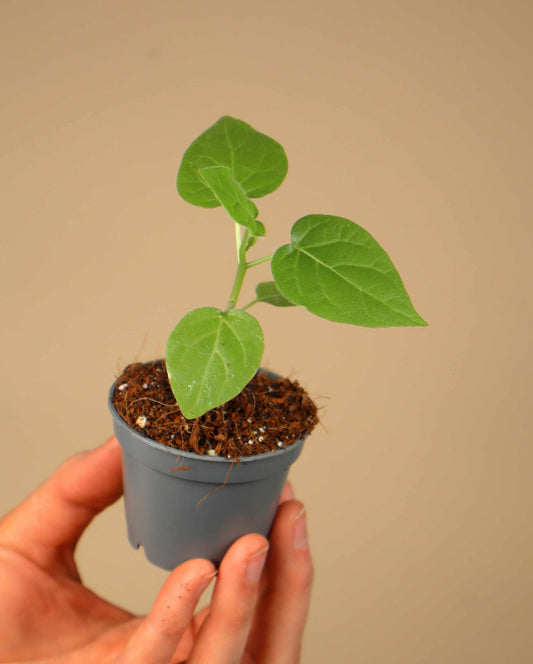 Tamarillo 'Solanum betaceum' edible