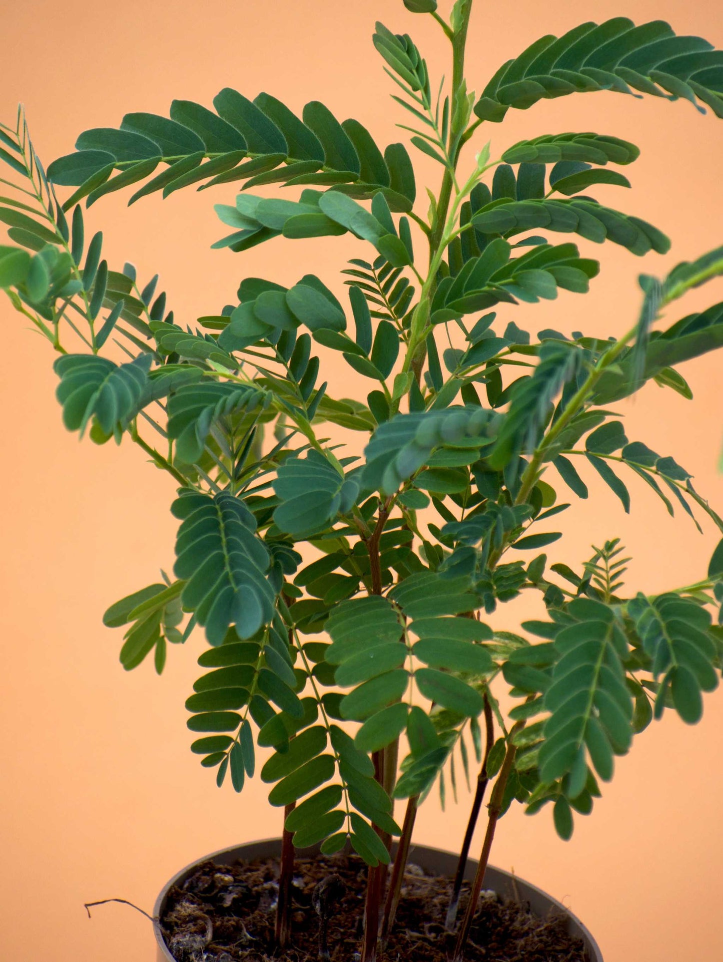 Tamarind tree (Tamarindus indica) 