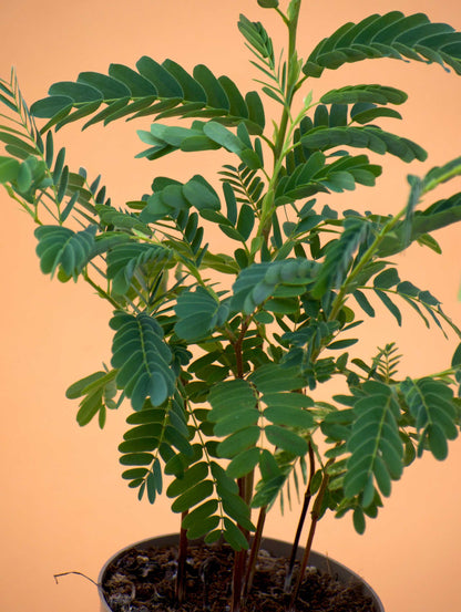 Tamarind tree (Tamarindus indica) 