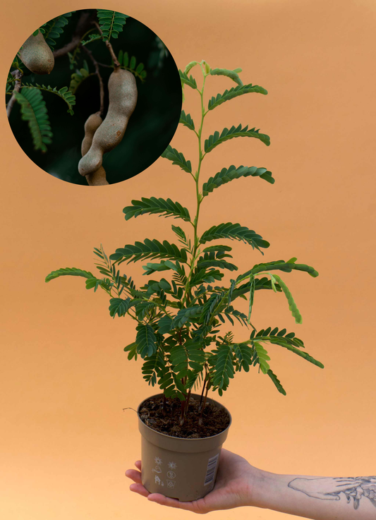 Tamarind tree (Tamarindus indica) 