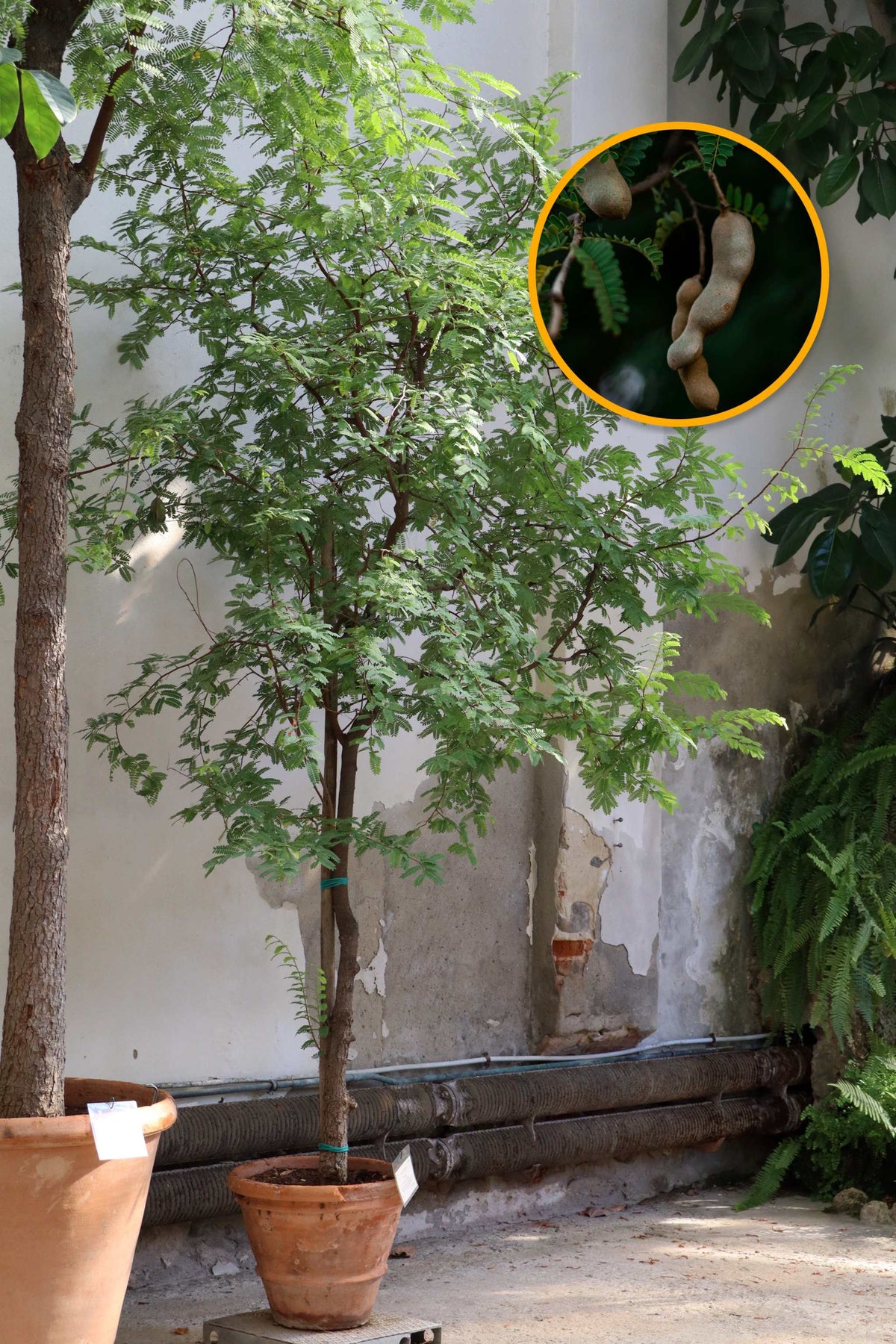 Tamarind träd (Tamarindus indica)