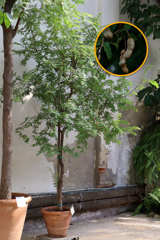 Tamarind träd (Tamarindus indica)