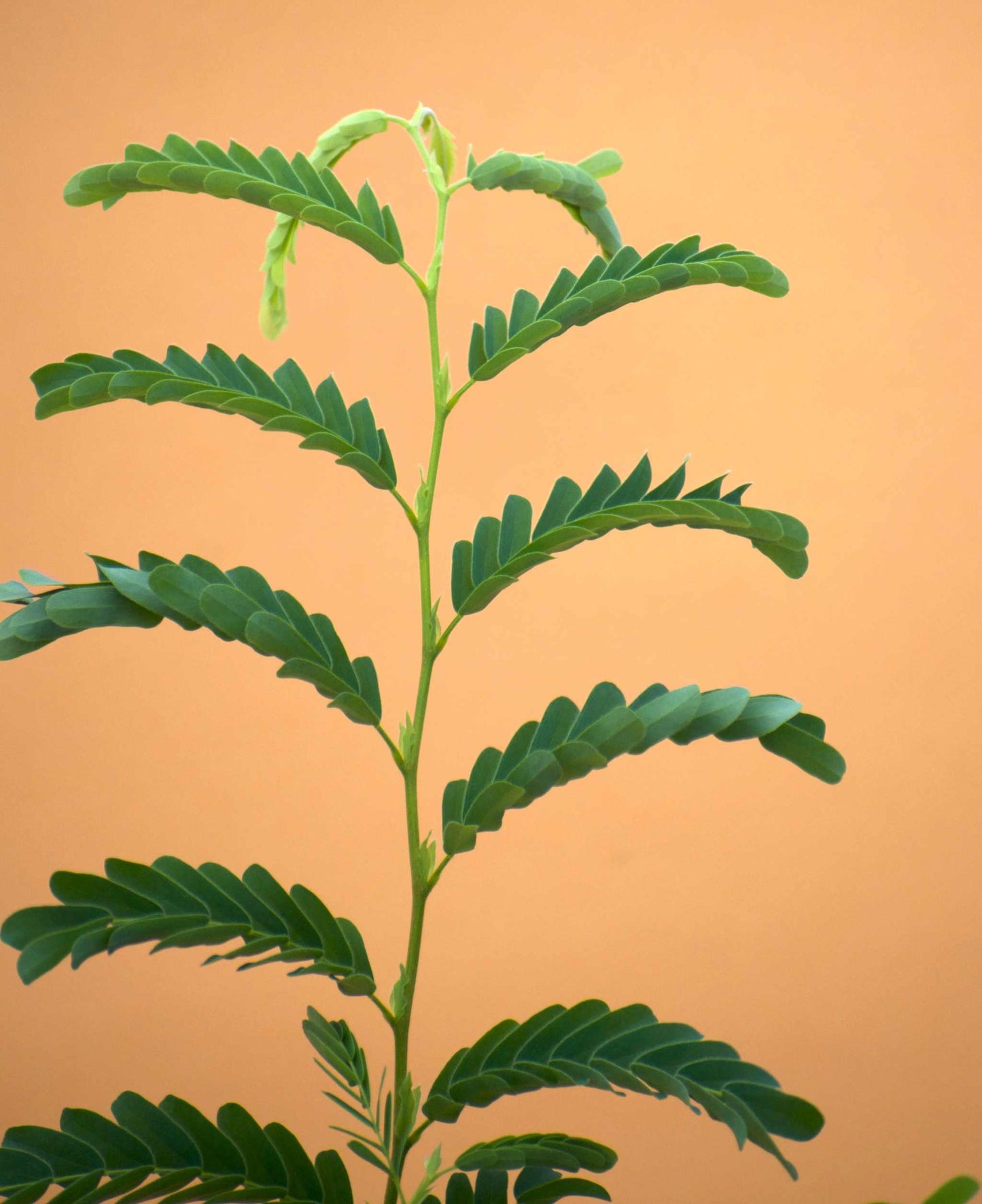 Tamarind tree (Tamarindus indica) 
