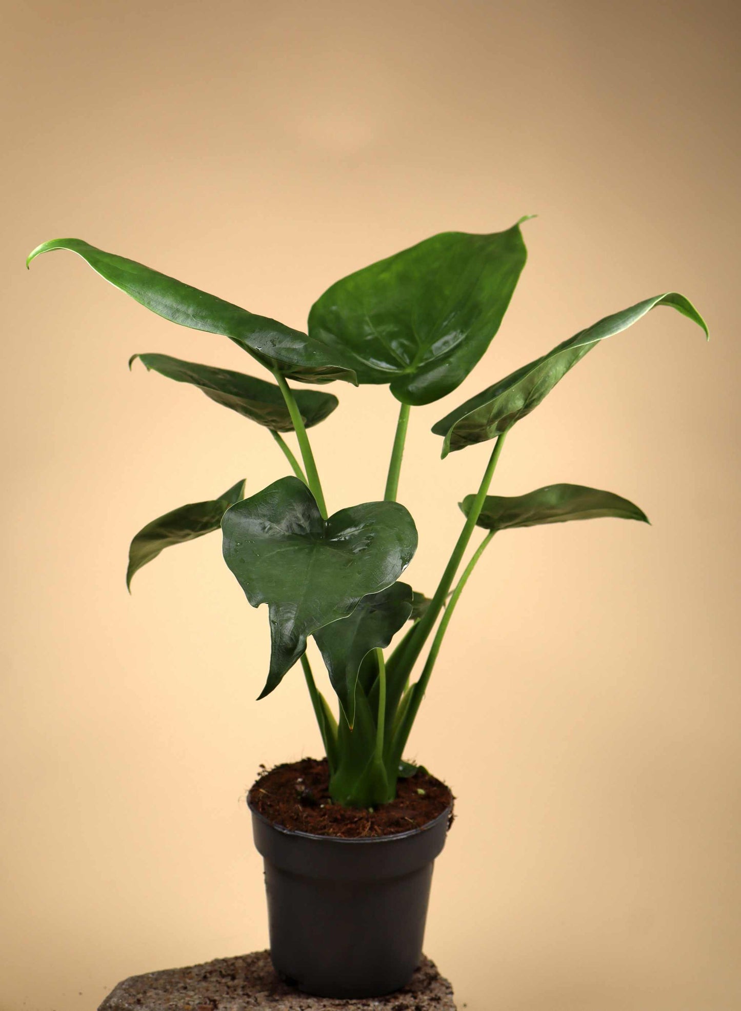 Alocasia cucullata | Tempelsköld