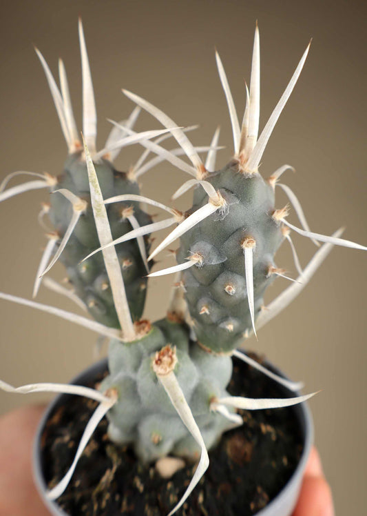 Tephrocactus articulatus