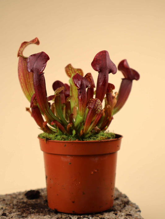 Sarracenia x 'Tess'