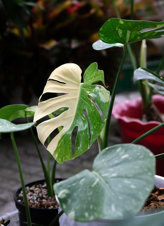 Monstera Thai Constellation