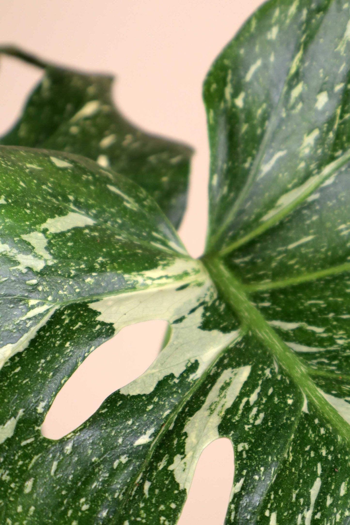 Monstera Thai Constellation