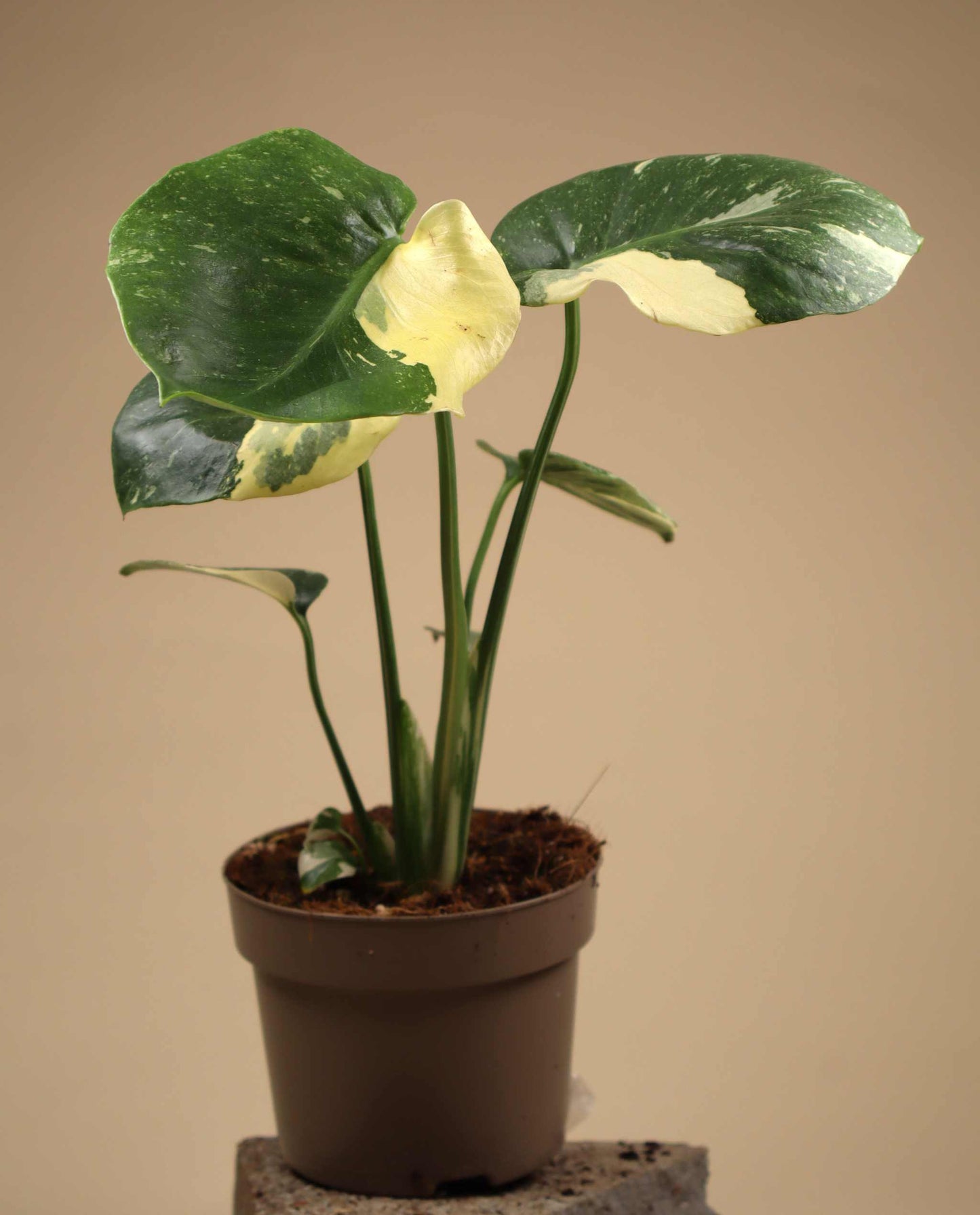Monstera Thai Constellation