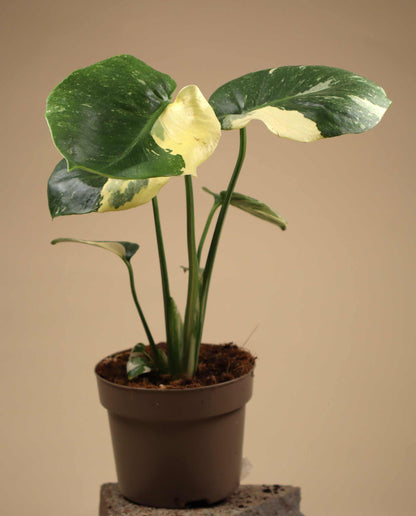 Monstera Thai Constellation