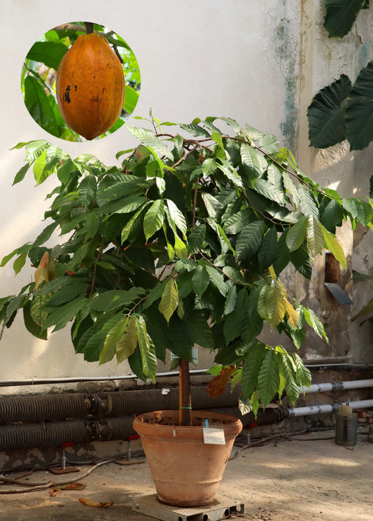 Kakaoträd 'Theobroma cacao'