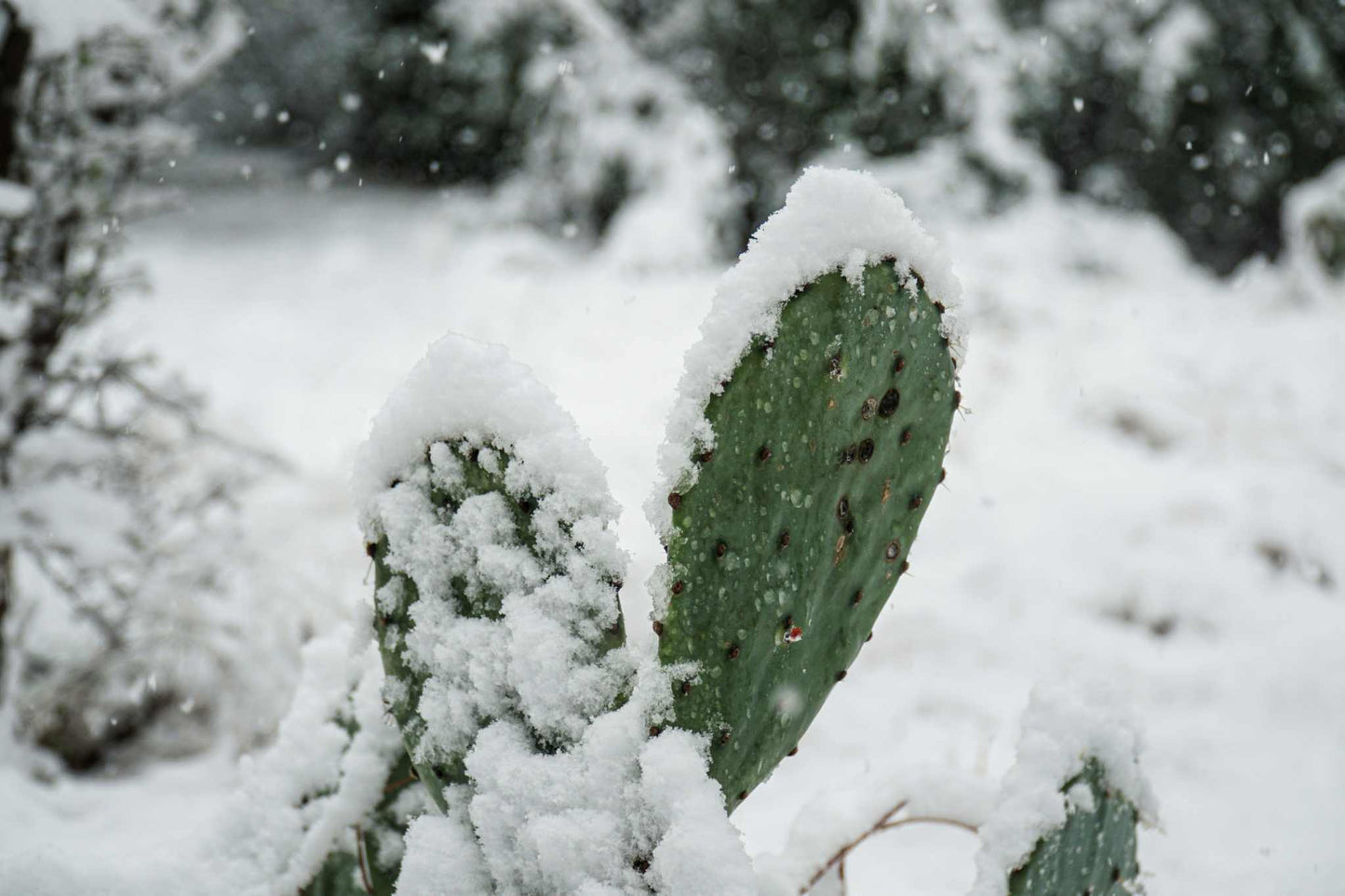 Krypopuntia 'Opuntia humifusa' (Köldtålig fikonkaktus)