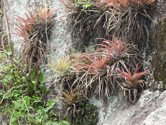 Tillandsia capitata