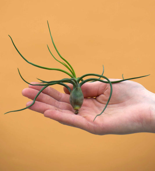 Tillandsia bulbosa