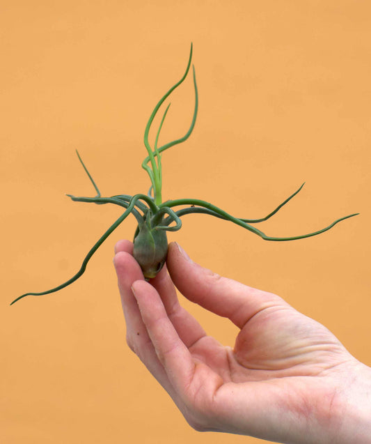Tillandsia bulbosa