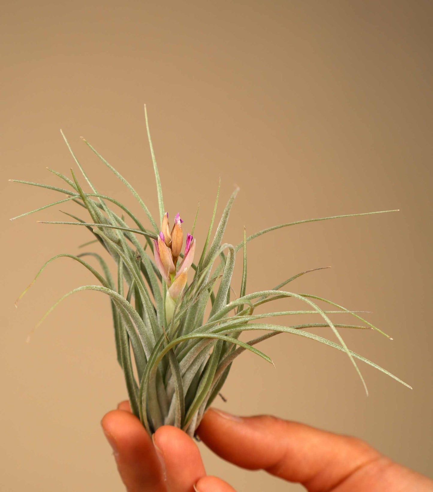 Tillandsia 'cotton candy'