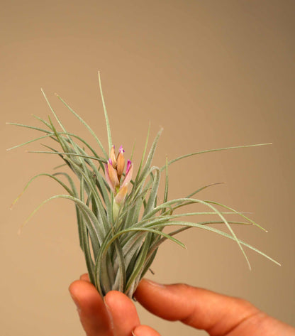 Tillandsia 'cotton candy'