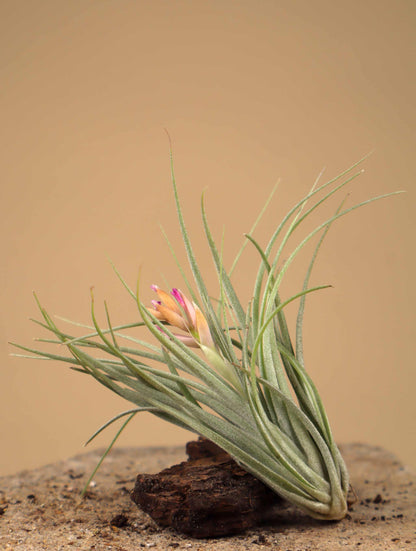 Tillandsia 'cotton candy'