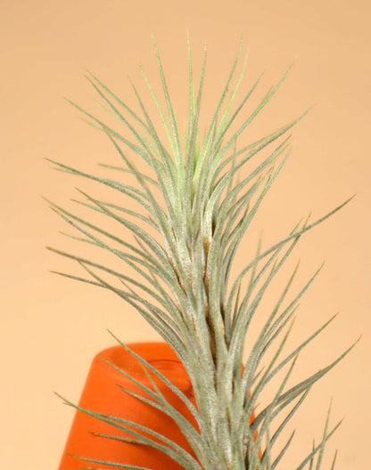 Tillandsia funckiana