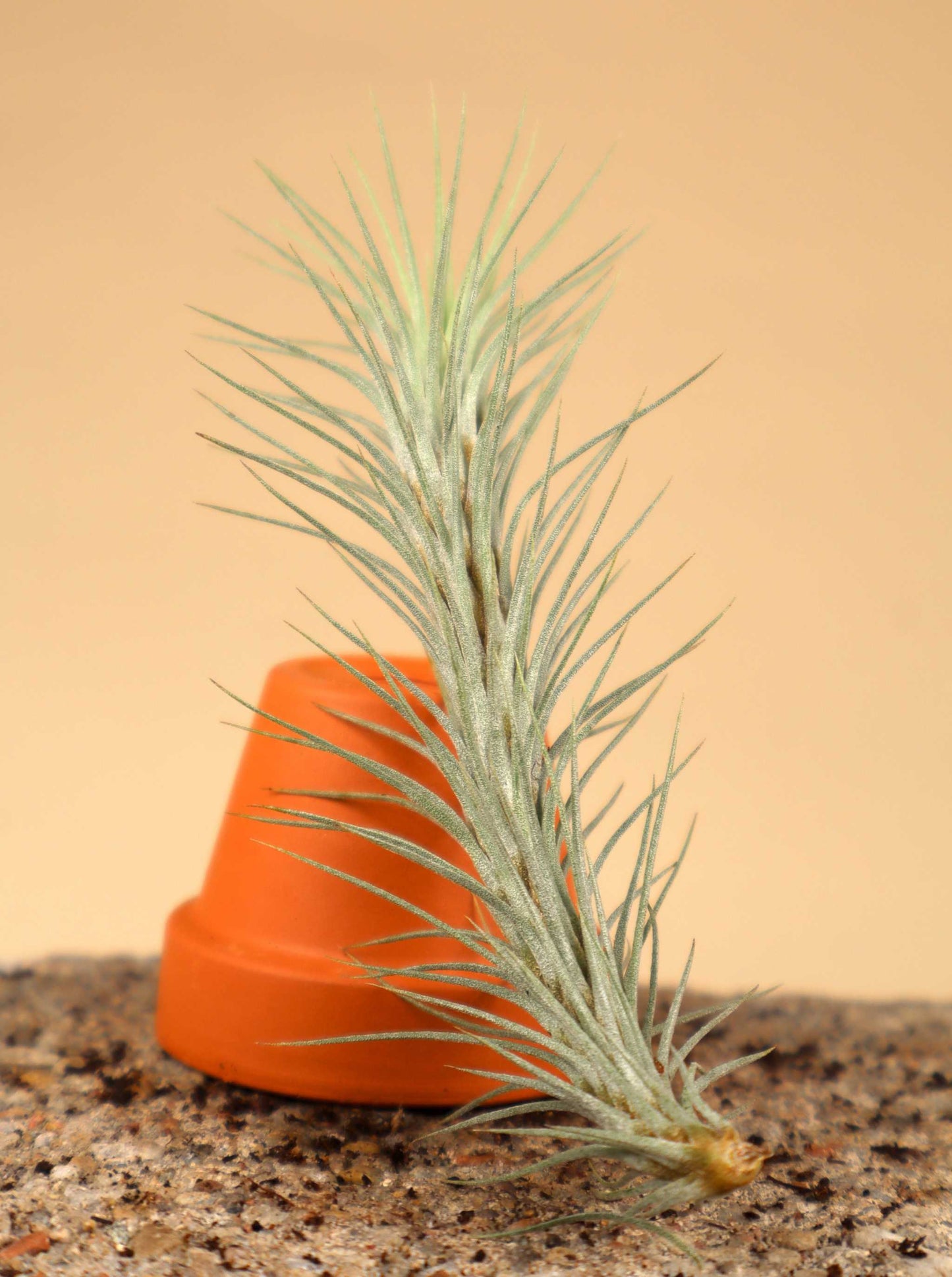 Tillandsia funckiana