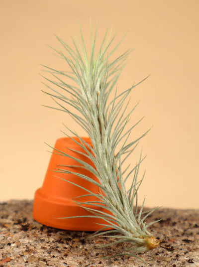 Tillandsia funckiana