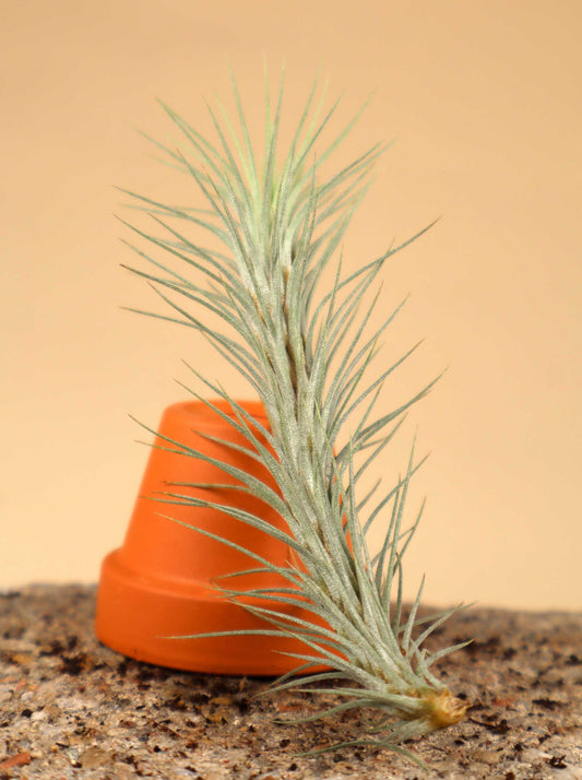 Tillandsia funckiana