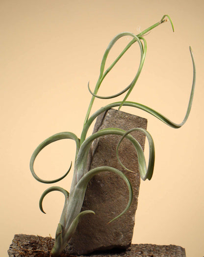 Tillandsia intermedia