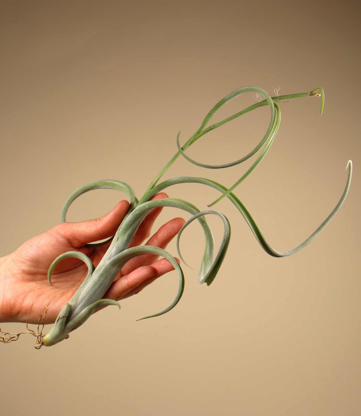 Tillandsia intermedia