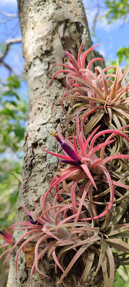 Tillandsia ionantha