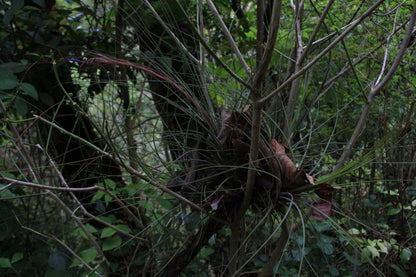 Tillandsia juncea