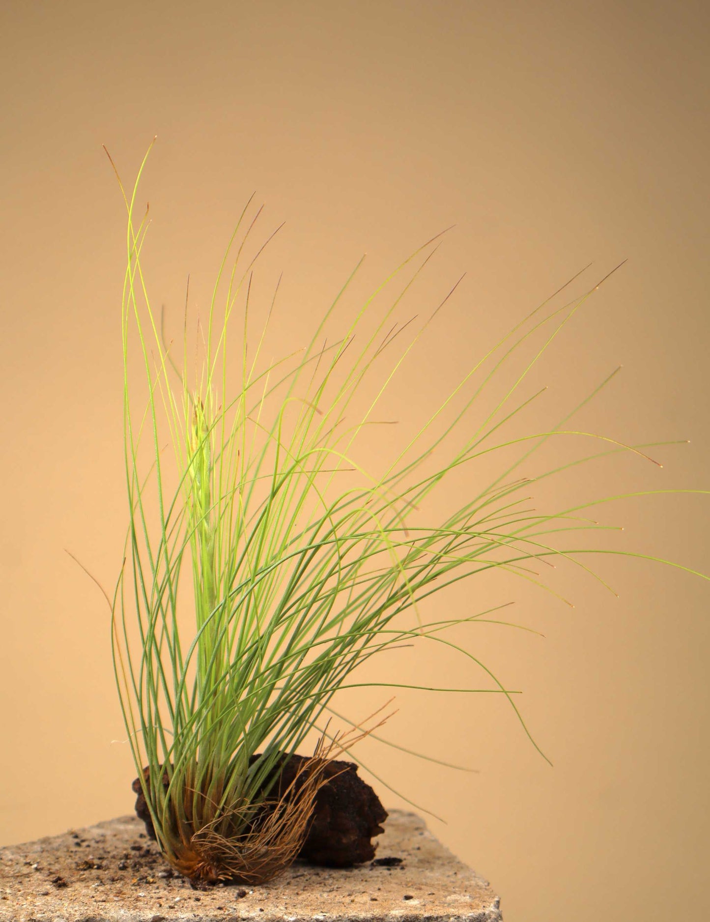 Tillandsia juncea