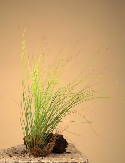 Tillandsia juncea