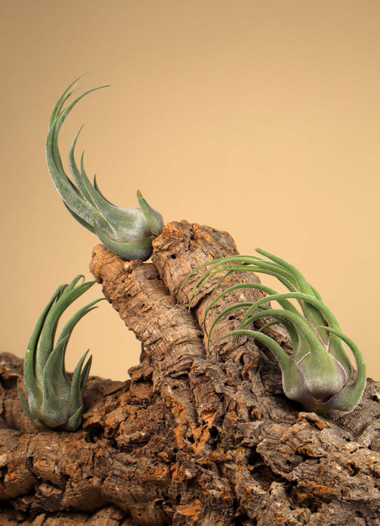 Tillandsia seleriana
