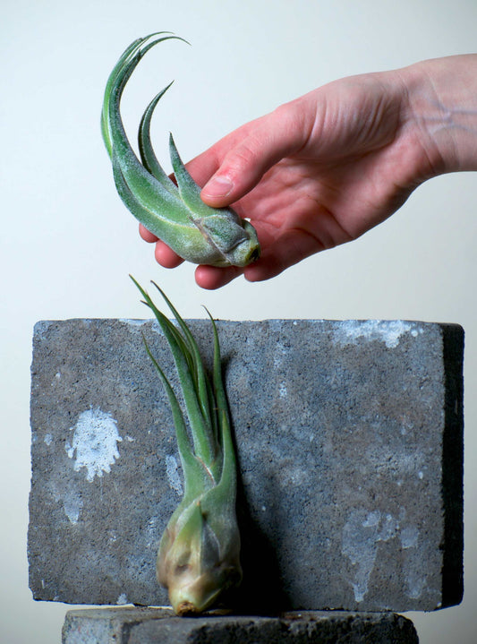 Tillandsia seleriana