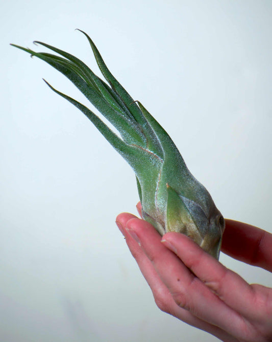 Tillandsia seleriana