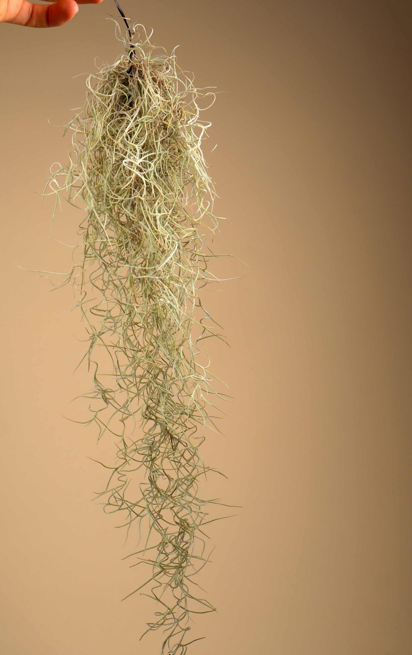 Tillandsia usneoides 'Spansk mossa'