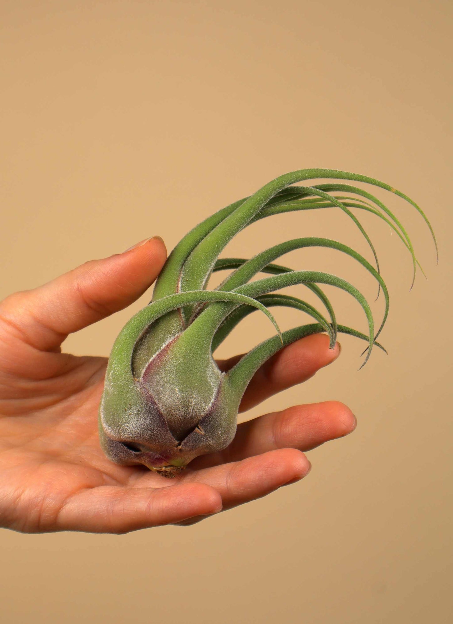 Tillandsia seleriana