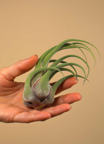 Tillandsia seleriana