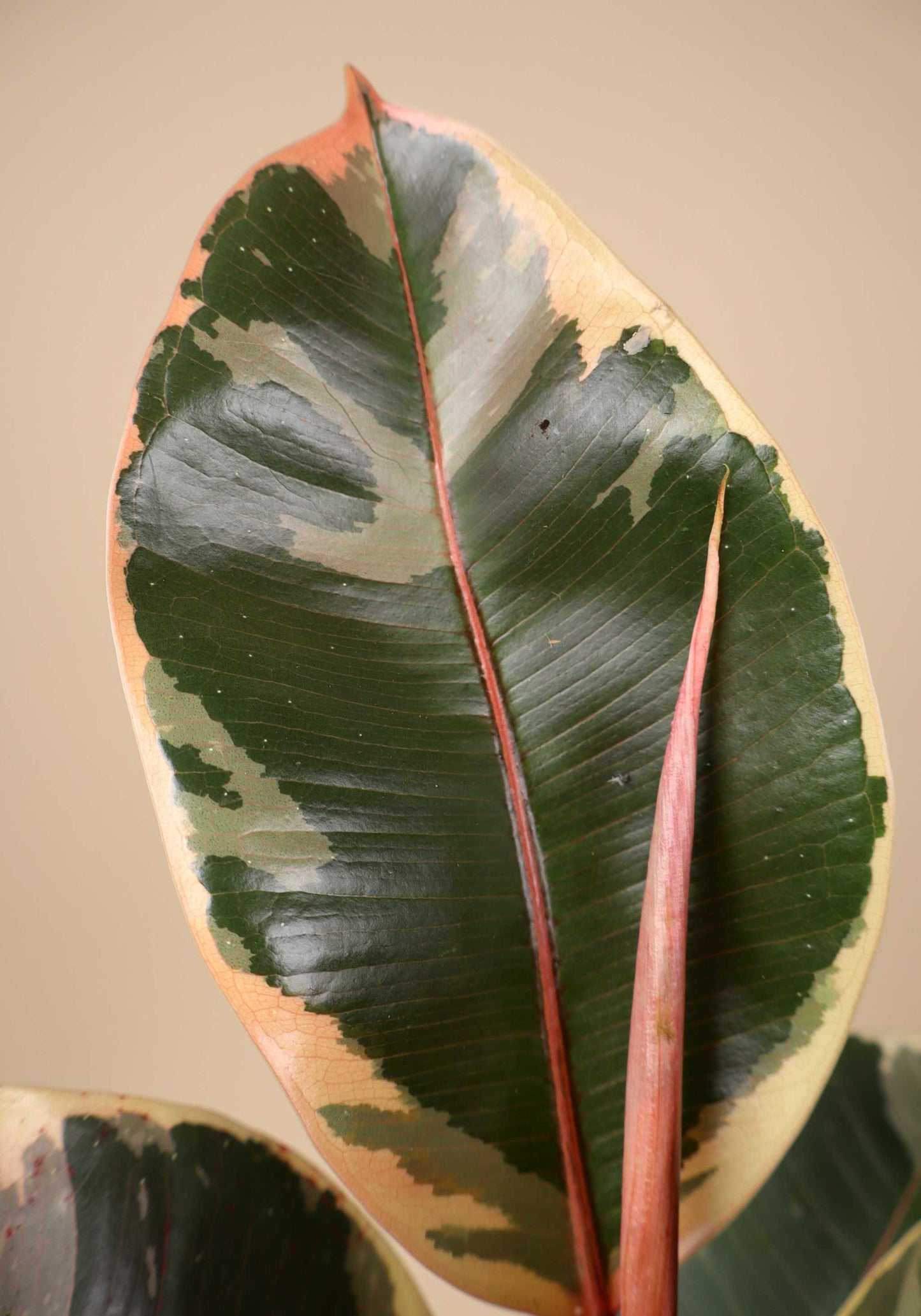 Ficus elastica "Tineke" | Rubber Plant