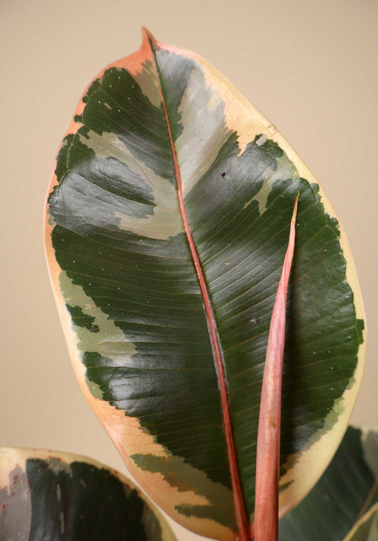 Ficus elastica "Tineke" | Fönsterfikus