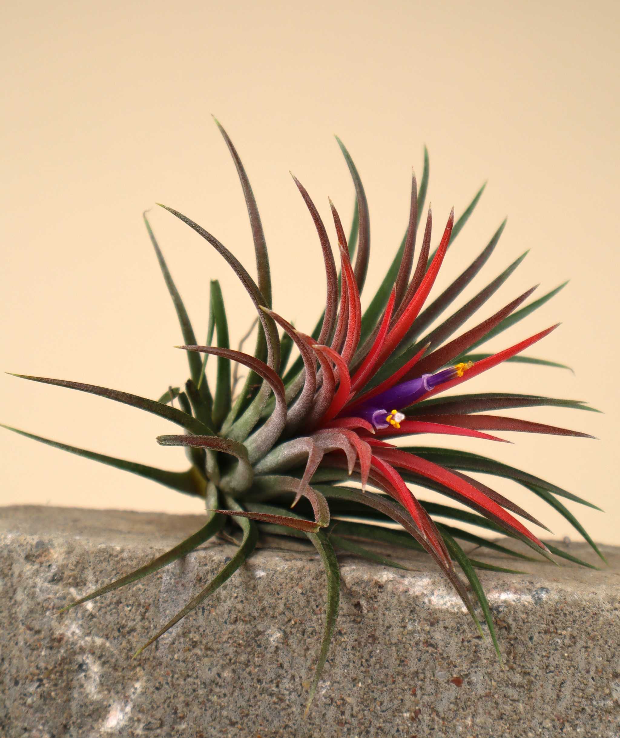 Tillandsia Ionantha | Buy Cheap Air Plants Online | Unusual Plants