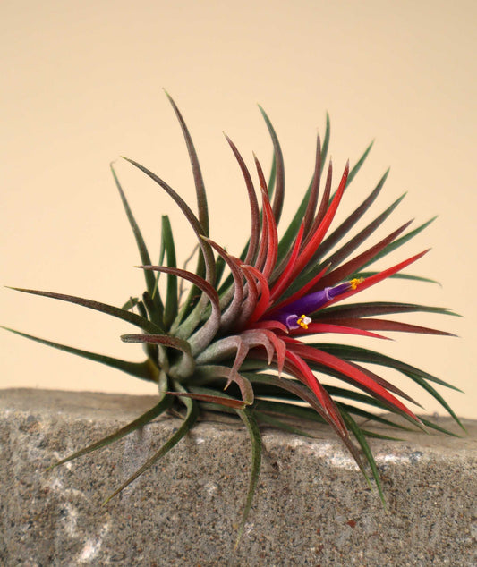 Tillandsia ionantha