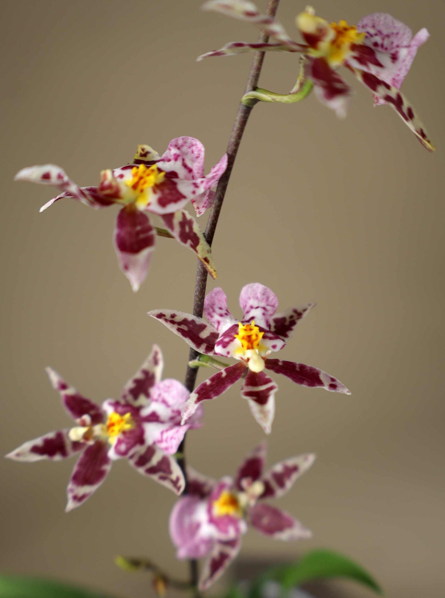 Oncidium 'Titanium treasure'