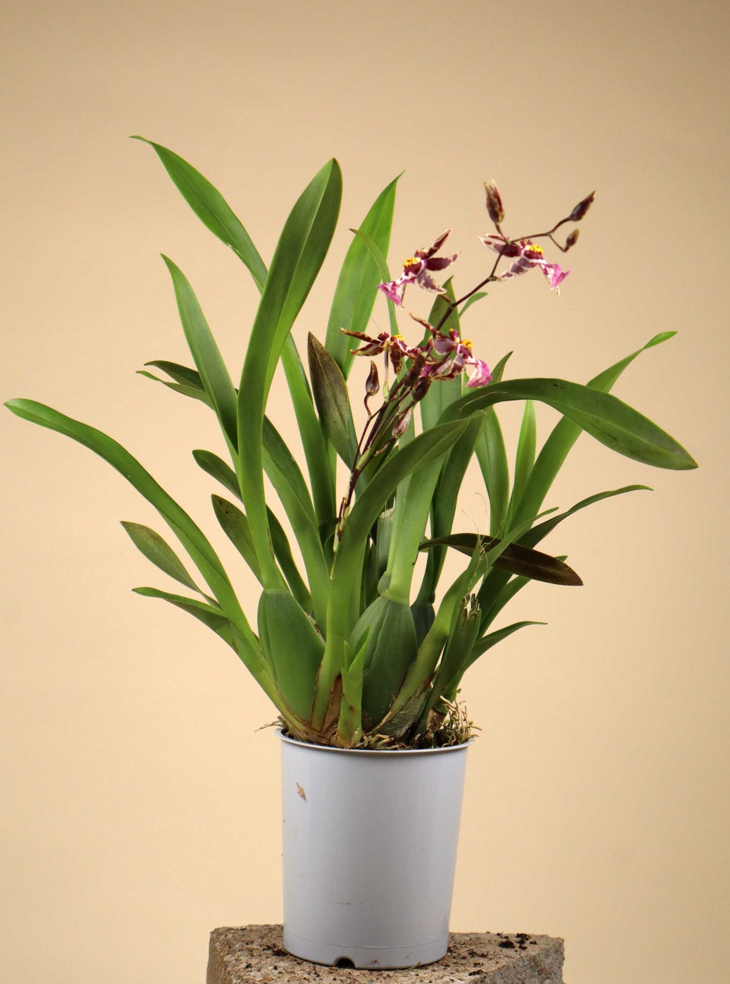 Oncidium Orchidee