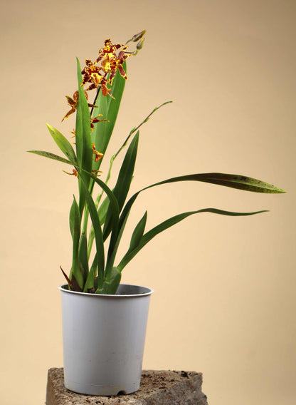 Oncidium Orchidee